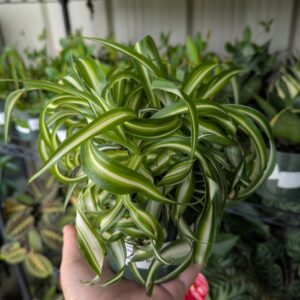 Chlorophutum Comosum Bonnie Curly Spider Plant