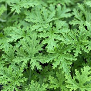 Citronella Mosquito Plant Scented Geranium