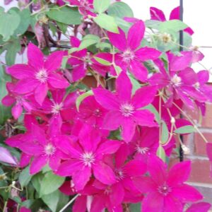Clematis 'Ernest Markham'