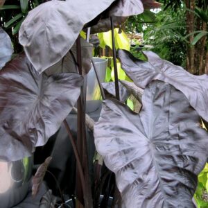 Colocasia Esculenta (Elephant's Ear) Royal Hawaiian® 'Black Coral'
