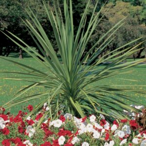 Cordyline Indivisa Spikes