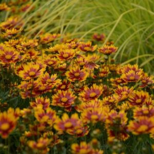 Coreopsis (Tickseed) L'il Bang™ 'Daybreak'