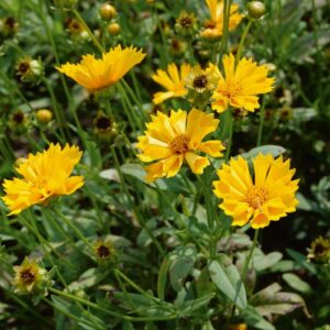 Coreopsis Grandiflora 'Jethro Tull' Tickseed