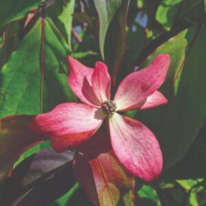 Cornus 'Scarlet Fire' Dogwood