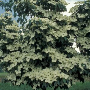 Cornus Kousa 'Greensleeves' Dogwood