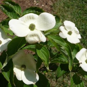 Cornus Kousa Chinese Dogwood or Kousa Dogwood
