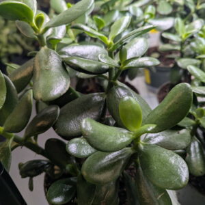 Crassula ovata Jade Plant