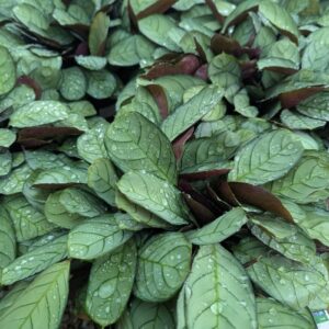 Ctenanthe Burle-Marxii Sweet Dreams™ 'Burle-marxii' (Amagris)