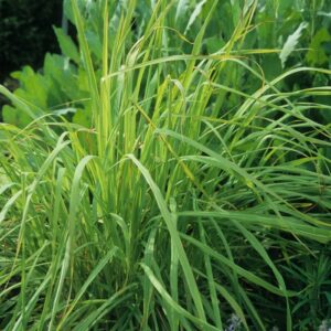 Cymbopogon Citratus Lemon Grass