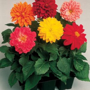 Dahlia 'MIX'
