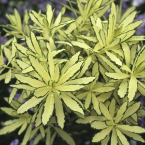 Daphne Burkwoodii 'Briggs Moonlight' Variegated Daphne