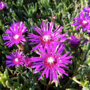 Delosperma Cooperi Hardy Ice Plant