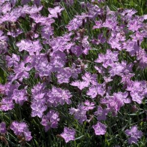 Dianthus 'Baths Pink' Cheddar Pink