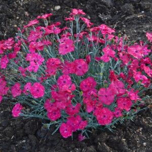 Dianthus 'Paint the Town Magenta' Pinks