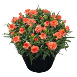 Dianthus Caryophyllus (Carnation) 'Sunflor Cody'