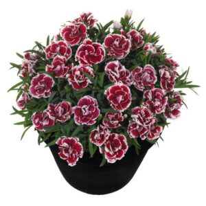 Dianthus Caryophyllus (Carnation) 'Sunflor Sofia'