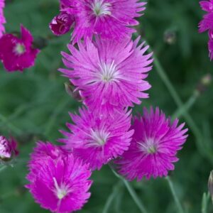 Dianthus Gratianopolitanus 'Firewitch' Pinks-Cheddar