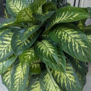 Dieffenbachia Sequine Tropic Snow
