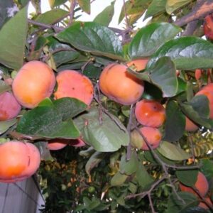 Diospyros Kaki Virginiana Persimmon