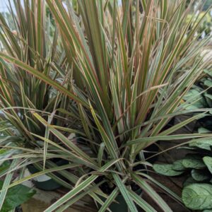 Dracaena Marginata Bicolor Marginata