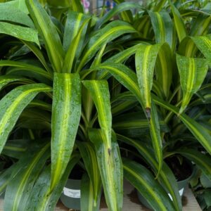 Dracaena Warneckii Hawaiian Sunshine