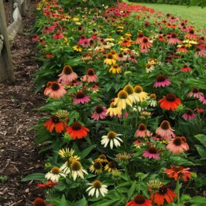Echinacea 'Cheyenne Spirit' Coneflower