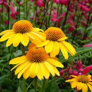 Echinacea (Coneflower) Sombrero® 'Lemon Yellow'