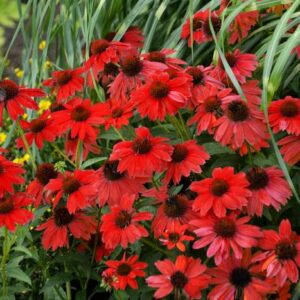 Echinacea (Coneflower) Sombrero 'Salsa Red'