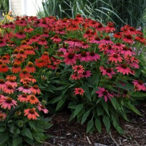 Echinacea (Coneflower) Summersong™ 'Firefinch™'