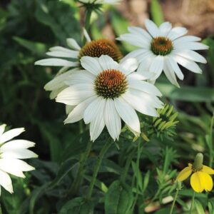 Echinacea Purpurea 'PowWow White' Coneflower