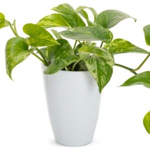 Epipremnum Aureum 'Marble Queen' Pothos