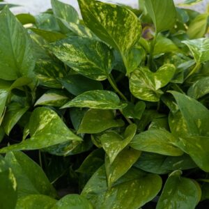 Epipremnum Aureum Golden Pothos
