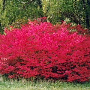 Euonymus Burning Bush