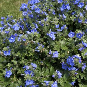 Evolvulus 'Blue My Mind® XL' Dwarf Morning Glory