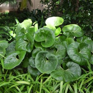 Farfugium Japonicum 'Giganteum' Giant Leopard Plant