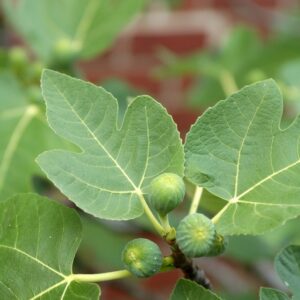 Ficus Carica 'Brown Turkey' Brown Turkey Fig