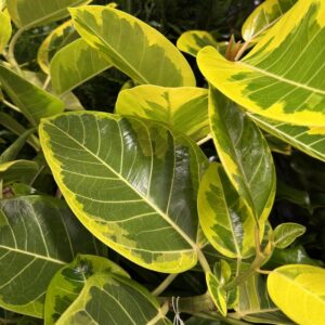 Ficus Altissima Standard 'Variegata' Asian Council Tree