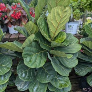 Ficus Lyrata 'Bambino' Fiddle Leaf Fig