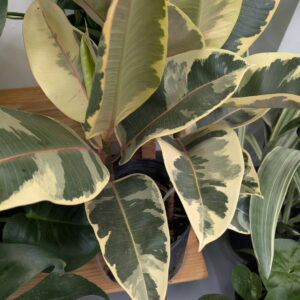 Ficus Elastica 'Tineke' Rubber Plant