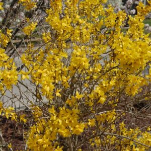 Forsythia X Intermedia 'Lynwood'