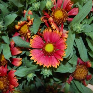Gaillardia 'Arizona Red Shades' Blanket Flower