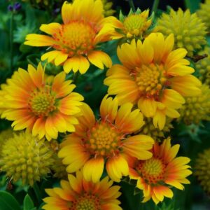 Gaillardia Aristata 'Arizona Apricot' Blanket Flower