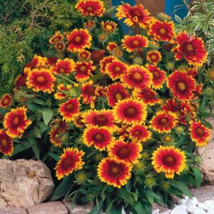 Gaillardia 'Arizona Sun' Blanket Flower