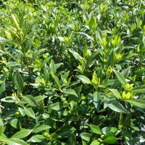 Gardenia Jasminoides 'Frost Proof'