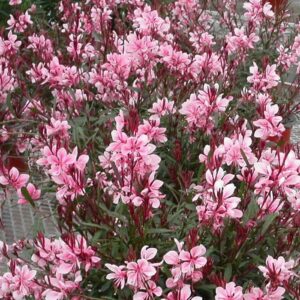 Gaura Lindheimeri 'Passionate Blush™'