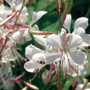 Gaura Lindheimeri (Butterfly Flower) Stratosphere™ 'White'