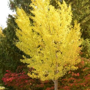 Ginkgo Biloba 'Autumn Gold'