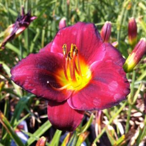 Hemerocallis 'Ruby Stella' Daylily
