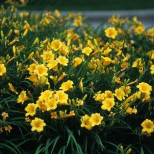 Hemerocallis (Daylily) 'Stella d' Oro'