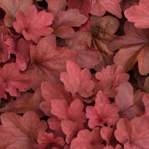 Heuchera 'Carnival Cinnamon Stick' Coral Bell